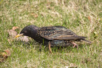 starling on the green grass