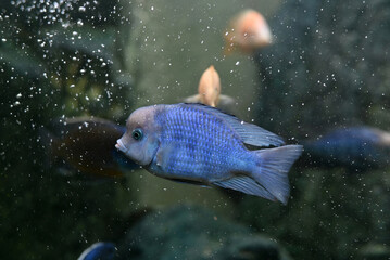 Malawi Blue Dolphin cichlids (Humphead, haplochromis cichlid). Cyrtocara moorii is freshwater...