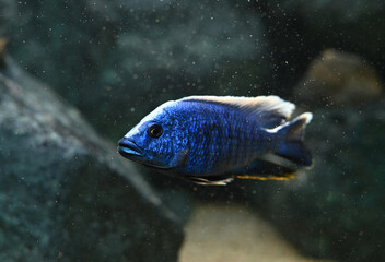 Electric Blue cichlid swimming in freshwater aquarium. Sciaenochromis fryeri is an African cichlid...