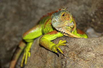 green iguana on a branch