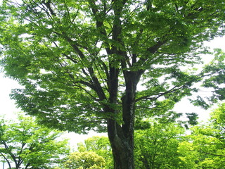 Fototapeta premium 初夏の公園の新緑の欅