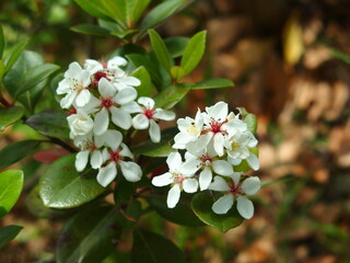 公園の植え込みのシャリンバイの花