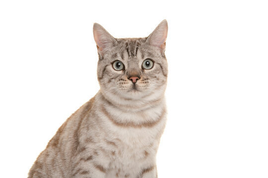 Portrait of a snow bengal purebred cat looking at the camera on a white background