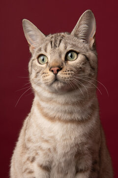 Portrait of a snow bengal purebred cat looking away on a red burgundy background