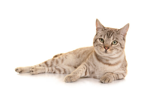 Snow bengal cat lying down looking at the camera on a white background