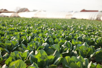 Young green cabbage in the foreground in front of greenhouses in the field