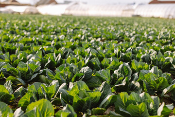 Young green cabbage in the foreground in front of greenhouses in the field