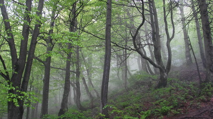 Obraz premium Fog in the beech forest
