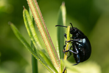 Timarcha tenebricosa - Bloody-nosed Beetle - Chrysomèle noire - Crache sang