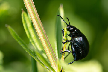 Timarcha tenebricosa - Bloody-nosed Beetle - Chrysomèle noire - Crache sang