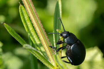 Timarcha tenebricosa - Bloody-nosed Beetle - Chrysomèle noire - Crache sang