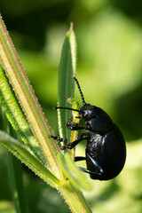 Timarcha tenebricosa - Bloody-nosed Beetle - Chrysomèle noire - Crache sang
