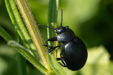 Timarcha tenebricosa - Bloody-nosed Beetle - Chrysomèle noire - Crache sang