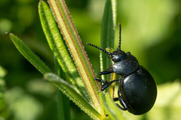 Timarcha tenebricosa - Bloody-nosed Beetle - Chrysomèle noire - Crache sang