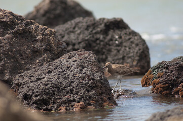 Whimbrel Numenius phaeopus searching for food. Dakar. Senegal.