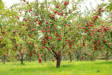 Trees with red apples in an orchard