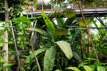 rainforest walkway