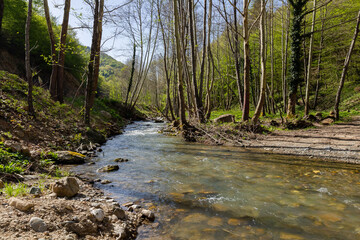 river passing through forest by roadside