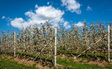 Fototapeta na wymiar Flowering tree spring season apple tree seasons in orchard blooming flowers