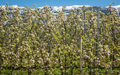 Fototapeta na wymiar Flowering tree spring season apple tree seasons in orchard blooming flowers