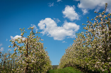 Flowering tree spring season apple tree seasons in orchard blooming flowers