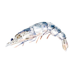 Watercolor raw shrimp