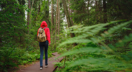 journey in summer Russia, Komarovo village, ecological trail Komarovsky coast. Woman from behind relaxing in park trail hike. Route walkways laid in the forest, in Kurortny District of St. Petersburg