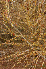 Larch strobili in larch forest