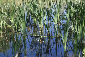Green Spring Reeds in a Pond with Reflection in Rembrandtpark, Amsterdam, Netherlands