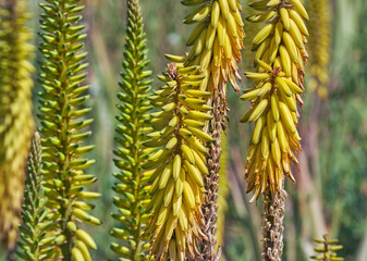 Blütenstand einer Aloe vera