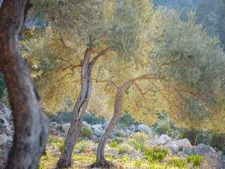 walk in olive grove, Harvest ready to produce extra virgin olive oil. over Saklikent canyon Turkey. Large and old vintage olive tree with sun rays