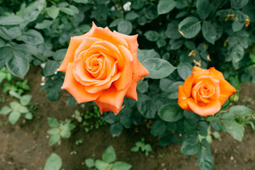 One orange roses in the garden.