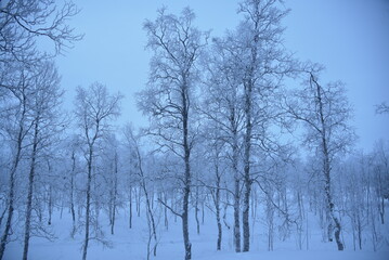 Fototapeta na wymiar trees in the snow, polar night in a small arctic village in Sweden, December 2018