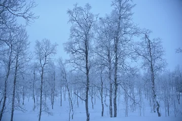 Foto auf Leinwand trees in the snow, polar night in a small arctic village in Sweden, December 2018 © Miz_PhoTokyo