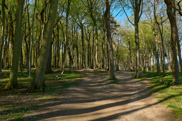 Forest near the beach (Gespensterwald Nienhagen)