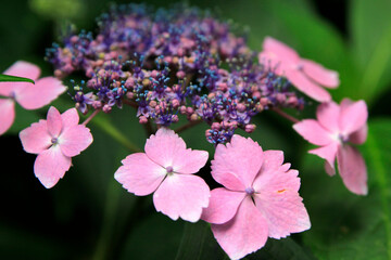 pink and purple flowers