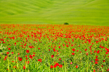 Val d'Orcia, panorami collinari