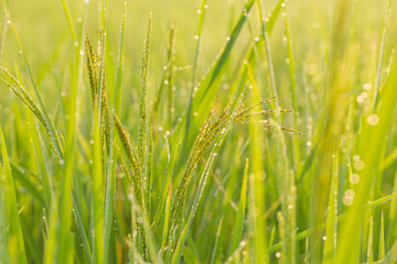 The beauty of Thailand rice, beautyfull background. field, paddy,  rice field farm,   View of Young rice, 