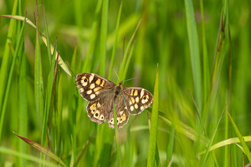 Pararge aegeria - Speckled wood - Tircis