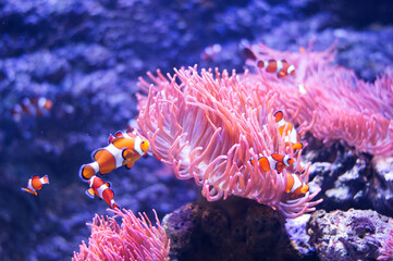 Tropical sea corals and clown fish Amphiprion percula in marine aquarium. Copy space for text
