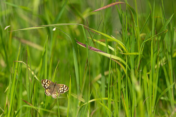 Pararge aegeria - Speckled wood - Tircis