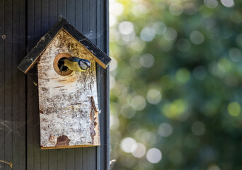 Blue tit flying from a wooden bird box in a suburban garden in spring in London UK.