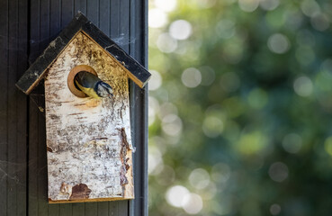 Blue tit flying from a wooden bird box in a suburban garden in spring in London UK.