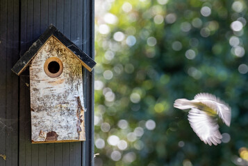 Blue tit flying from a wooden bird box in a suburban garden in spring in London UK.