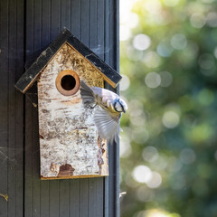 Blue tit flying from a wooden bird box in a suburban garden in spring in London UK.