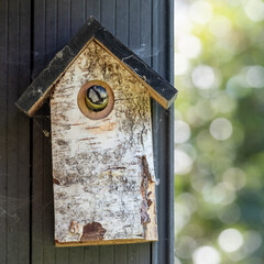 Blue tit flying from a wooden bird box in a suburban garden in spring in London UK.