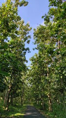 Village road surrounded by teak forest in Pangandaran, Indonesia