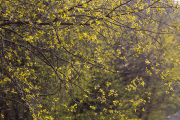 green moss on the stone