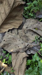 Leaves of a fallen teak tree on grassy ground in the Pangandaran area, Indonesia