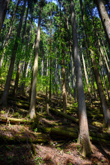 手入れされた里山の杉林（縦写真)